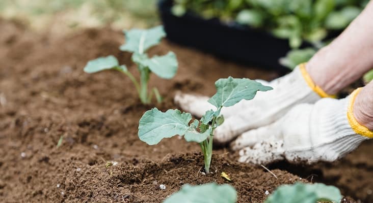 Sarung Tangan Khusus Berkebun